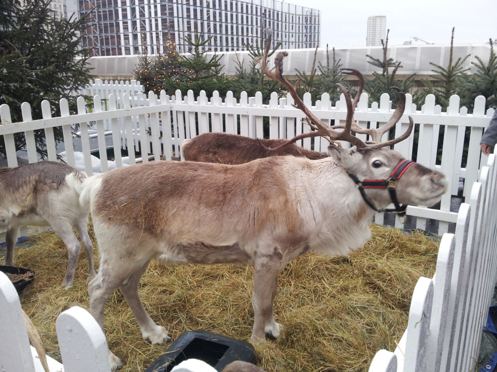 Reindeer's in Westfield